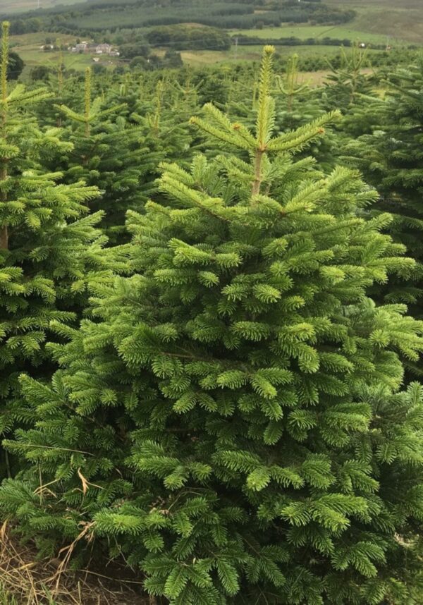 Premium Nordman Christmas Tree 7FT - 8FT